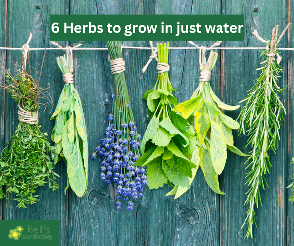 6 Herbs to grow in just water!