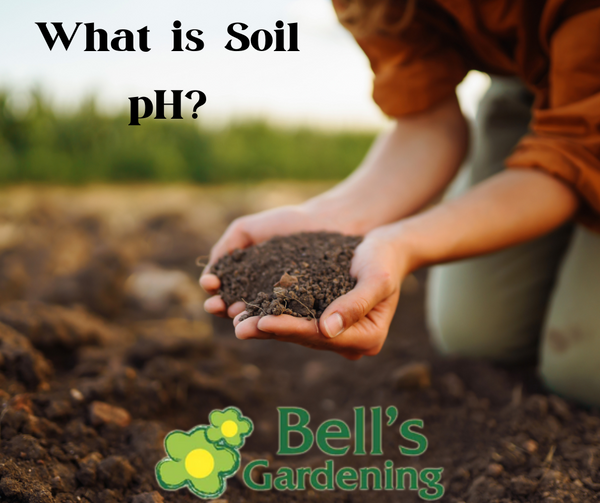 What's my soil pH and why does it matter?