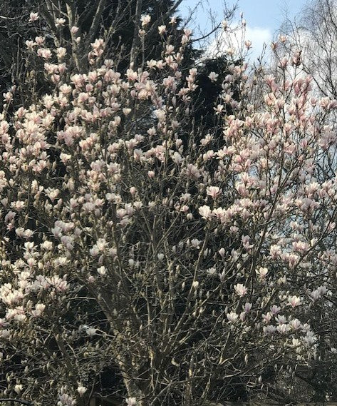 spring gardening magnolia tree climbing plants