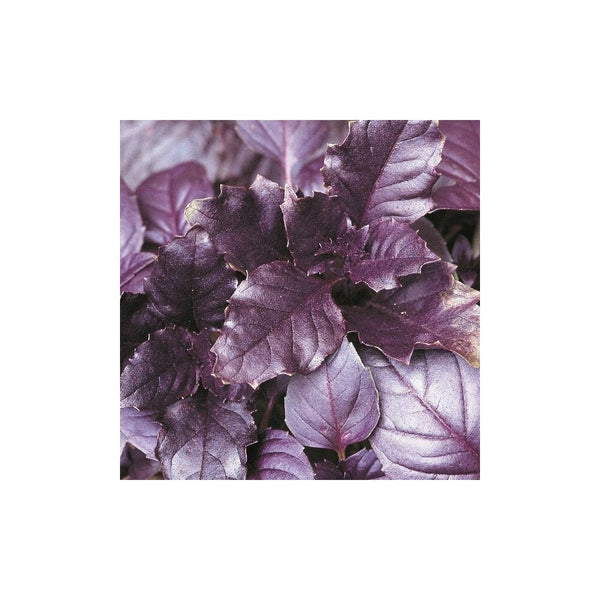 Basil Purple