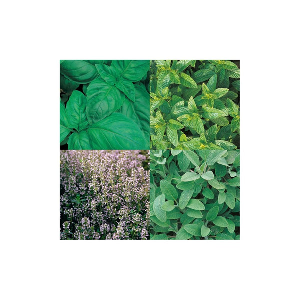 Culinary Favourites Collection Pack Basil, Sage, Thyme, Mint, Sweet Marjoram