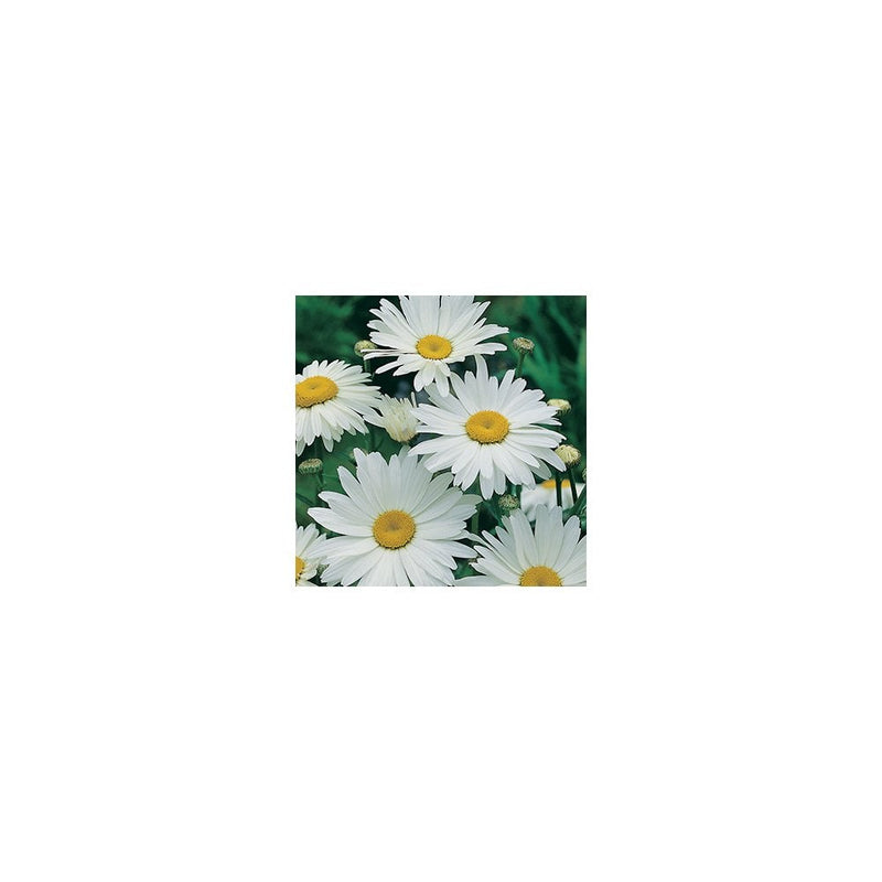 Ox-Eye Daisy