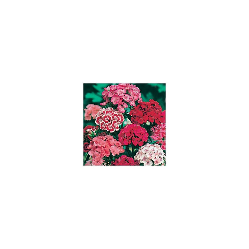 Sweet William Single Mixed