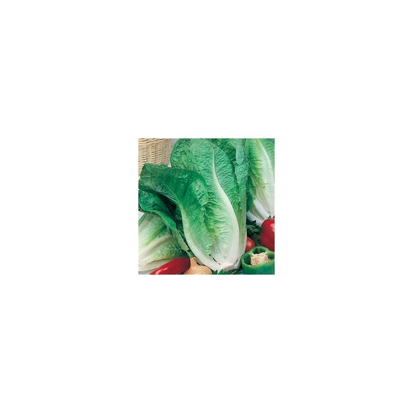 Lettuce Lobjoits Green Cos