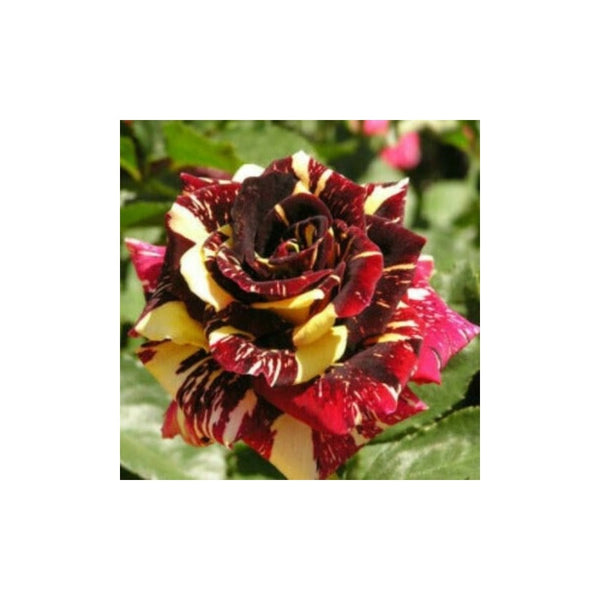 Rose Abracadabra (Floribunda)