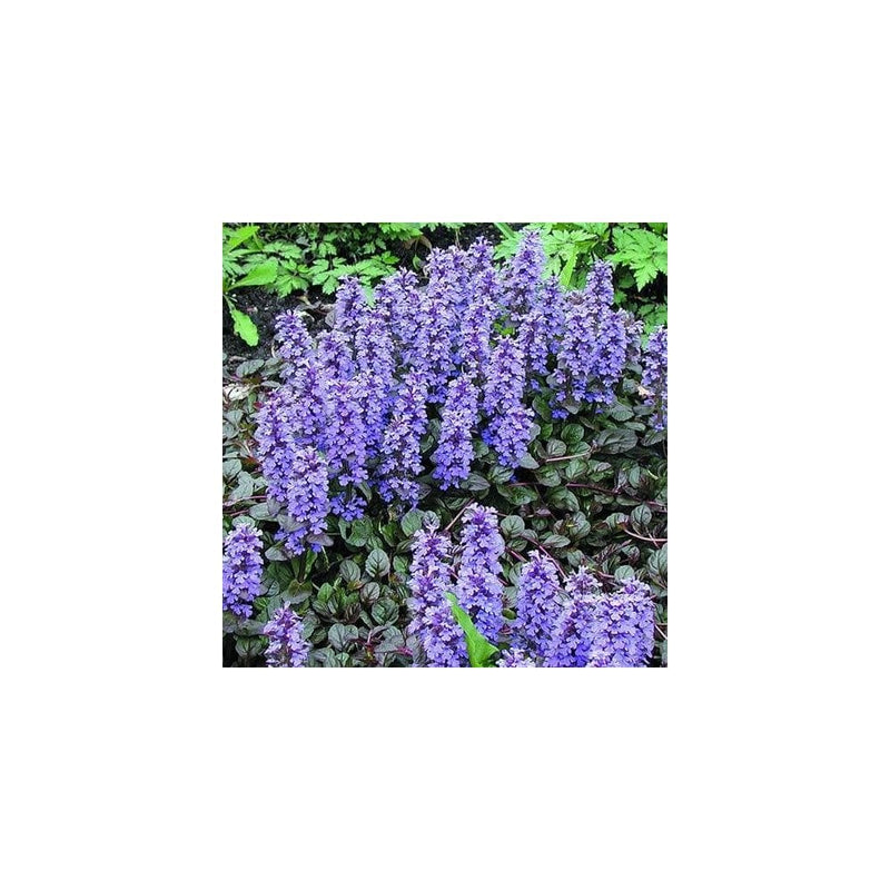 Ajuga Reptant Braunhertz 9cm