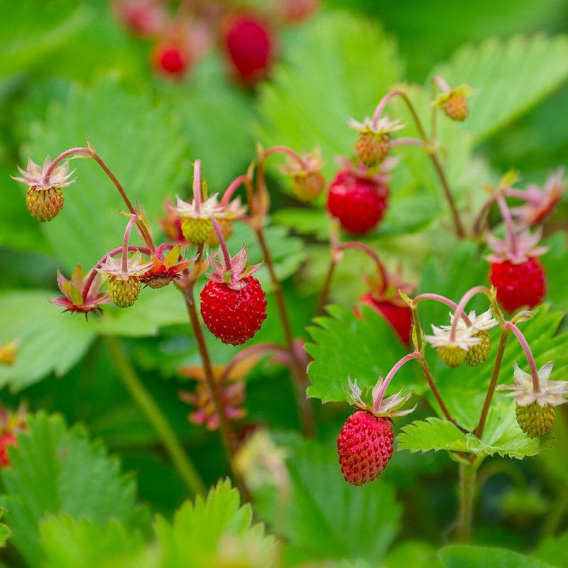 Alpine Strawberry x 3 9cm Pots