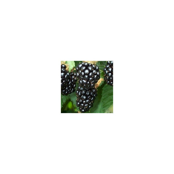 Blackberry - Rubus Fruticosus Oregon Thornless - 2L Pot