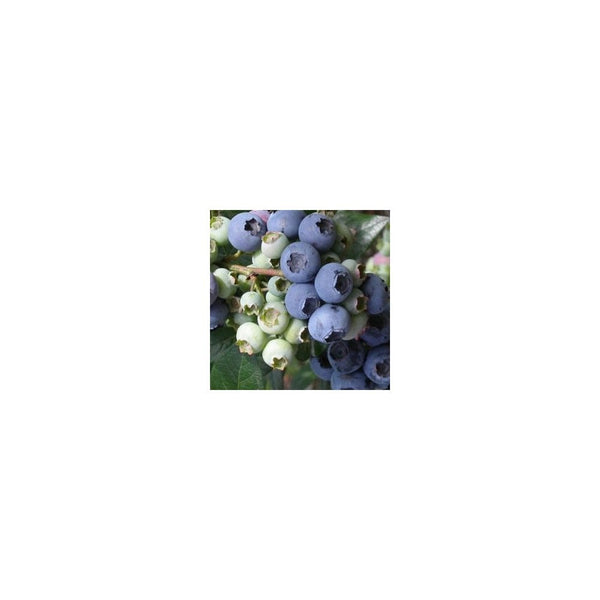 Blueberry - Vaccinium Corymbosum Elliott - 2L Pot