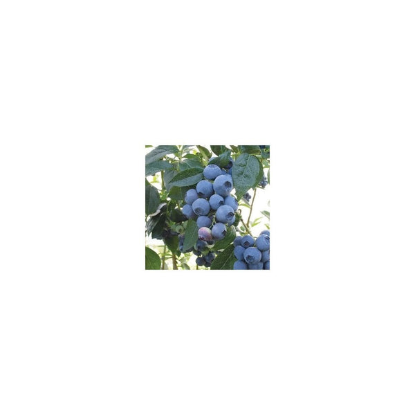 Blueberry - Vaccinium Corymbosum Spartan - 3L Pot