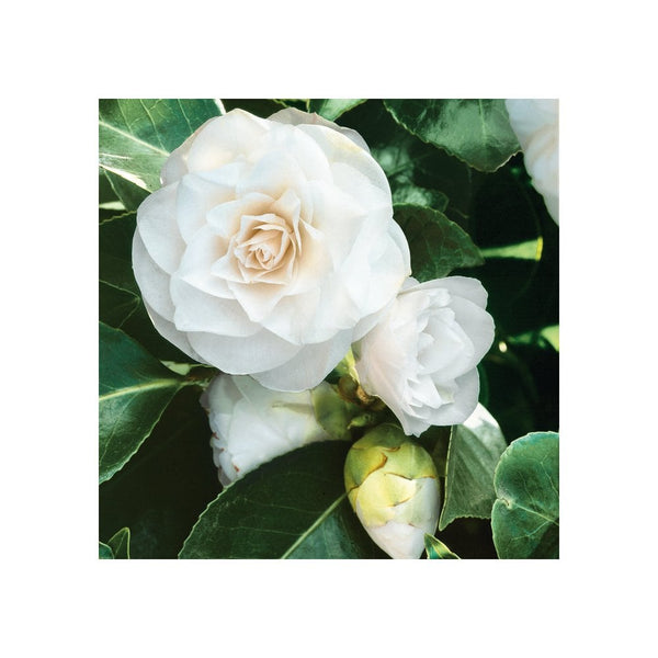 Camellia Double White - 2L Pot