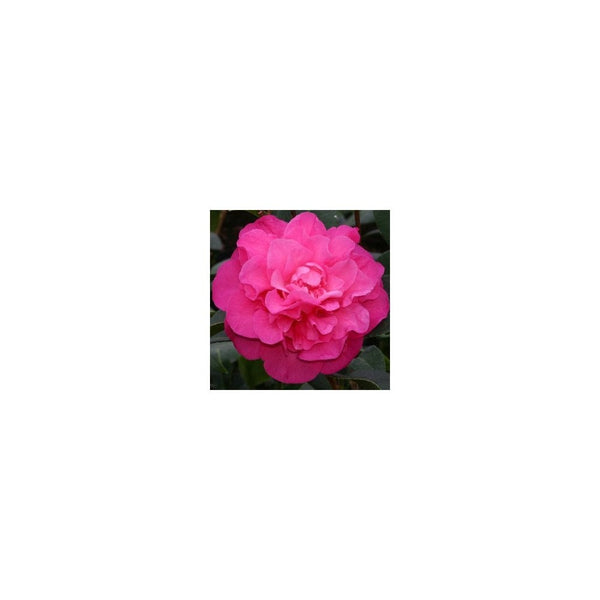 Camellia x Williamsii Debbie - 2L Pot