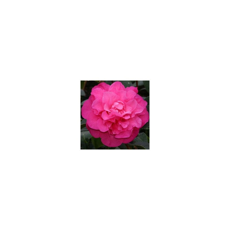 Camellia x Williamsii Debbie - 2L Pot