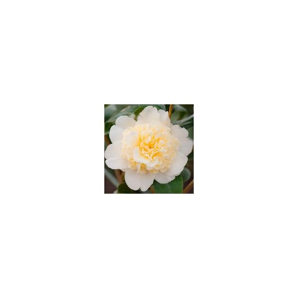Camellia x Williamsii Jury's Yellow 3L