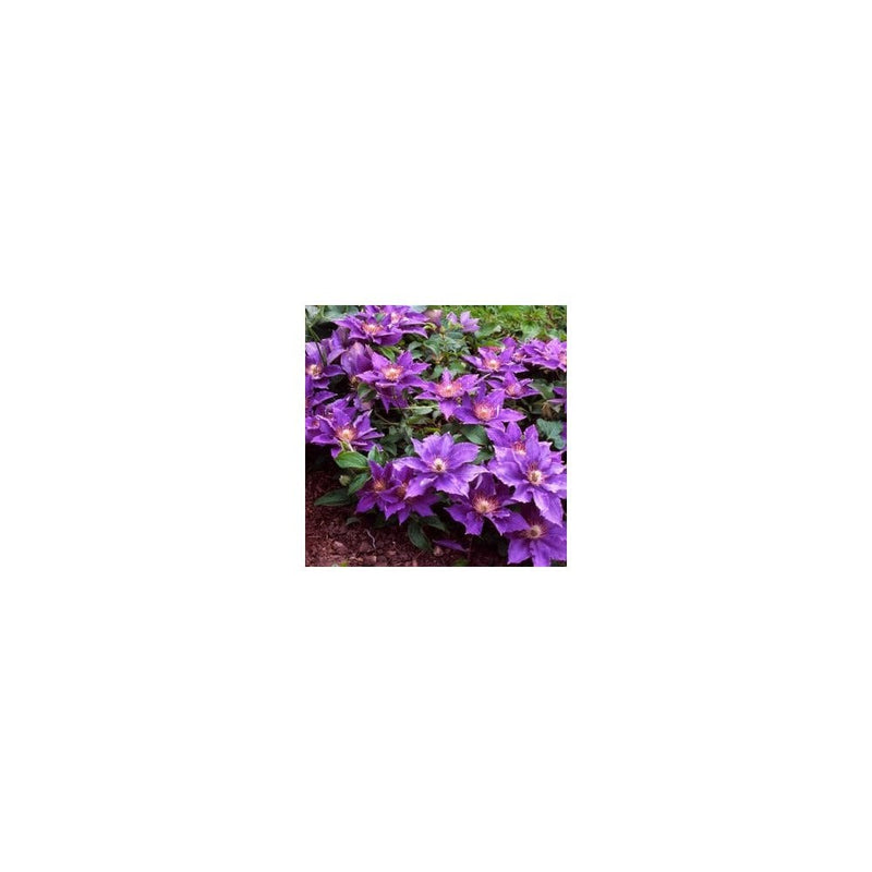 Clematis Bijou / Thumbelina 3L Deep