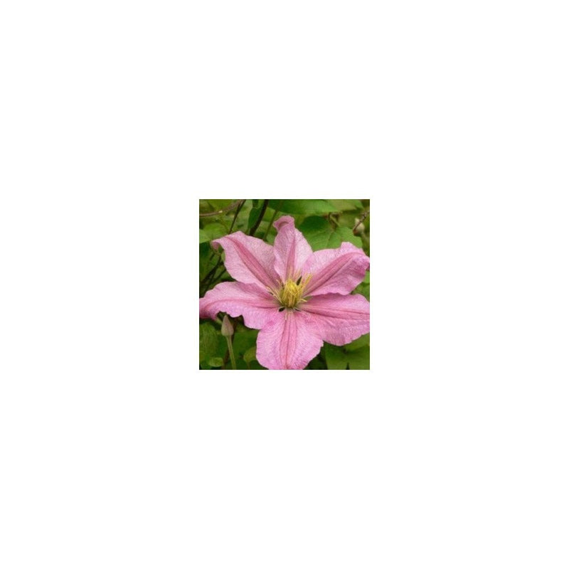 Clematis Comtesse De Bouchaud 1L 1L