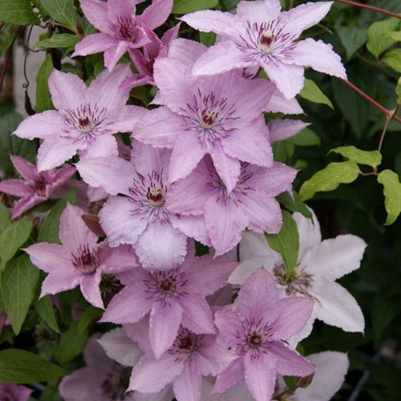 Clematis Hagley Hybrid - 3L Pot