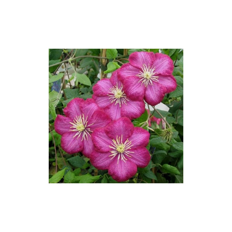 Clematis Ville de Lyon - 2-3L Pot