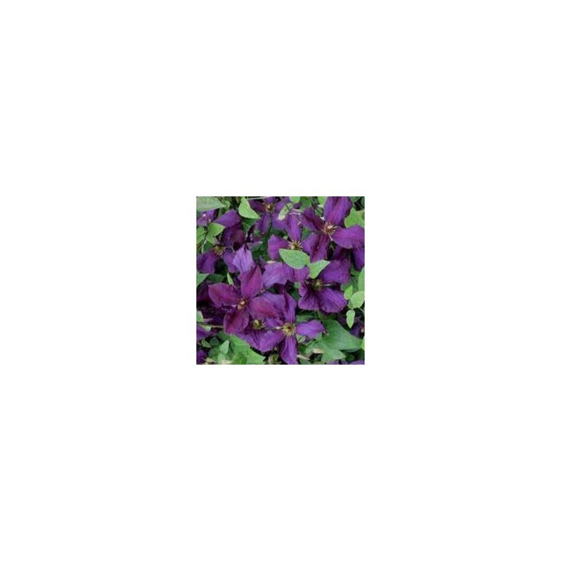 Clematis Viticella Polish Spirit - 1L Pot