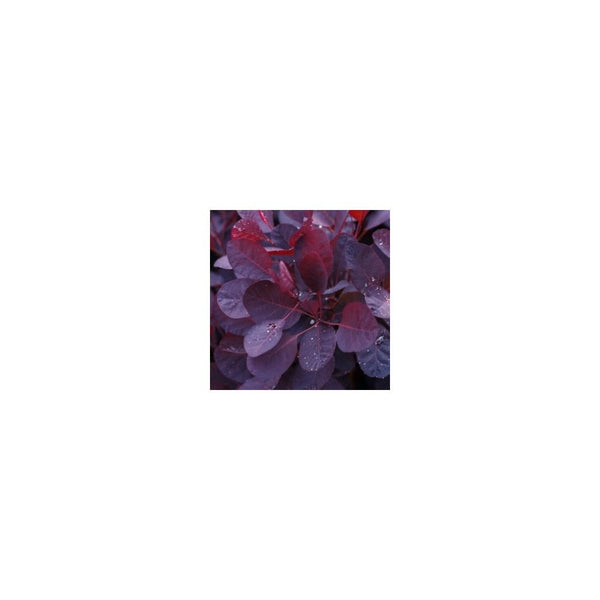 Cotinus Coggygria Royal Purple - 3L Pot