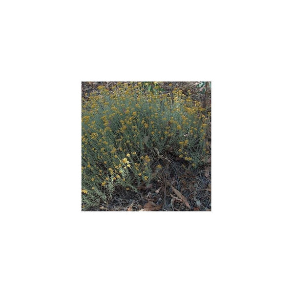 Curry Plant Dwarf - Helichrysum Microphyllum 9cm