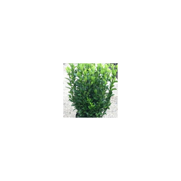 Euonymus Japonicus Green Spire - 3L Pot