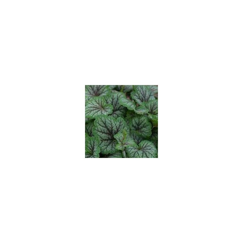 Heuchera Americana Green Spice 2L