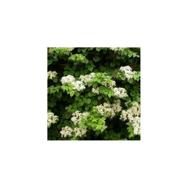 Hydrangea Anomala Subsp. Petiolaris -1-1.5L Pot