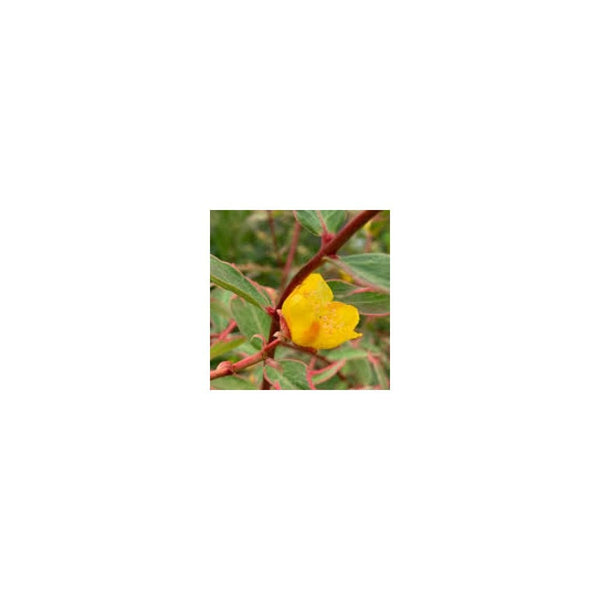 Hypericum x Moserianum Tricolor - 3L Pot