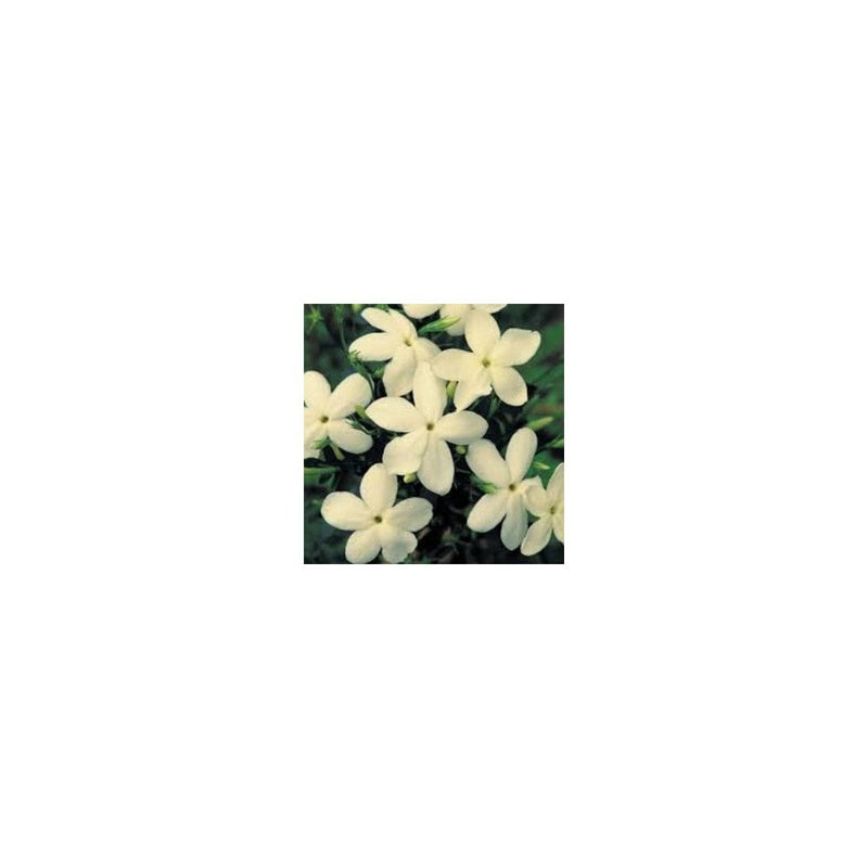 Jasmine Officinale Clotted Cream - 3L Pot