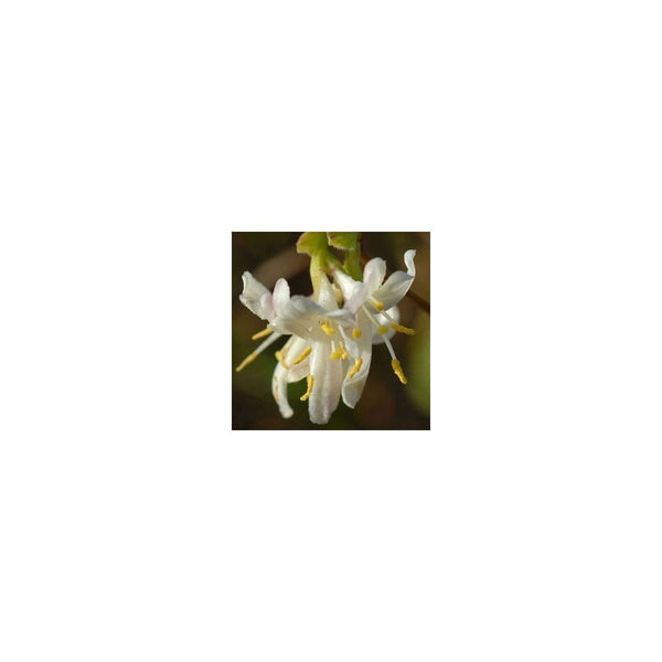 Lonicera x Purpusii Winter Beauty - 1-1.5L Pot