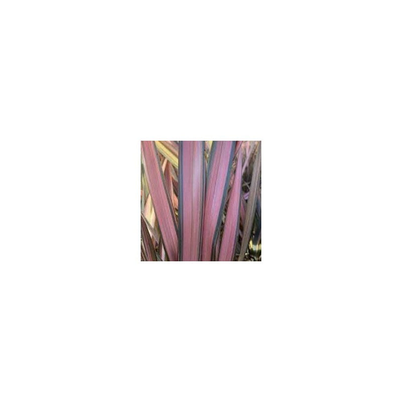 Phormium Flamingo - 3L Pot