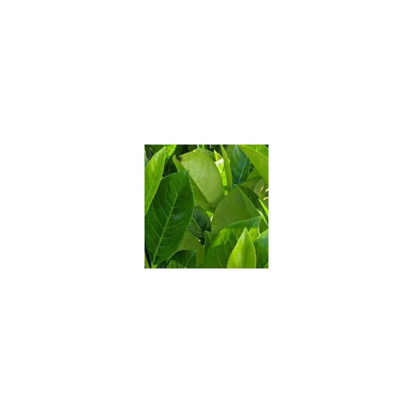 Prunus Laurocerasus Rotundifolia - 2L Pot