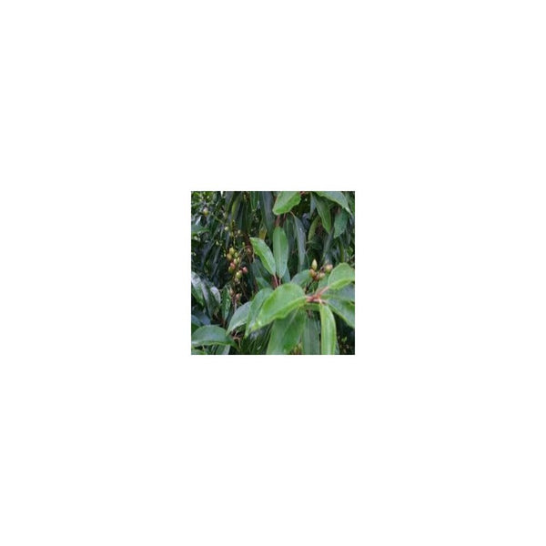 Prunus Lusitanica - 3L Pot