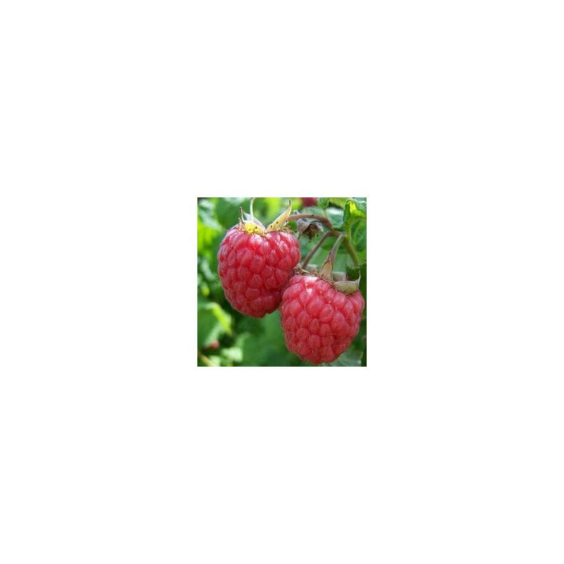 Grown on our Nurseries Raspberry Malling Jewel 2L Bells Gardening