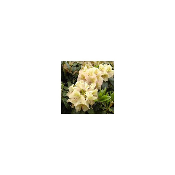 Rhododendron Belkanto - 7L Pot