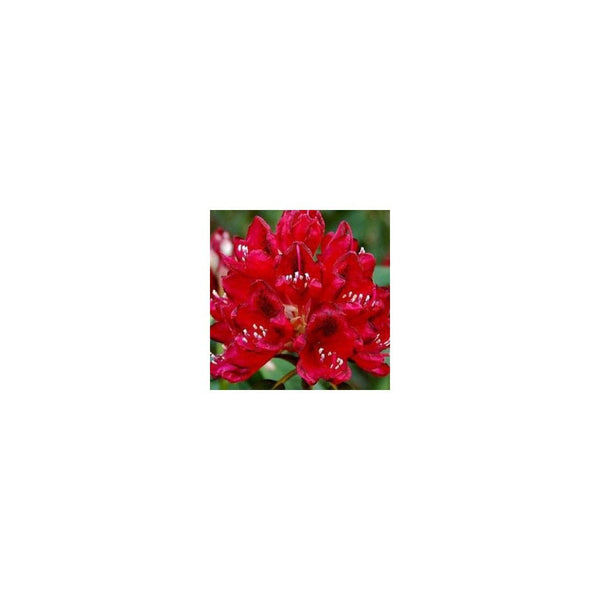 Rhododendron Vulcan 7L