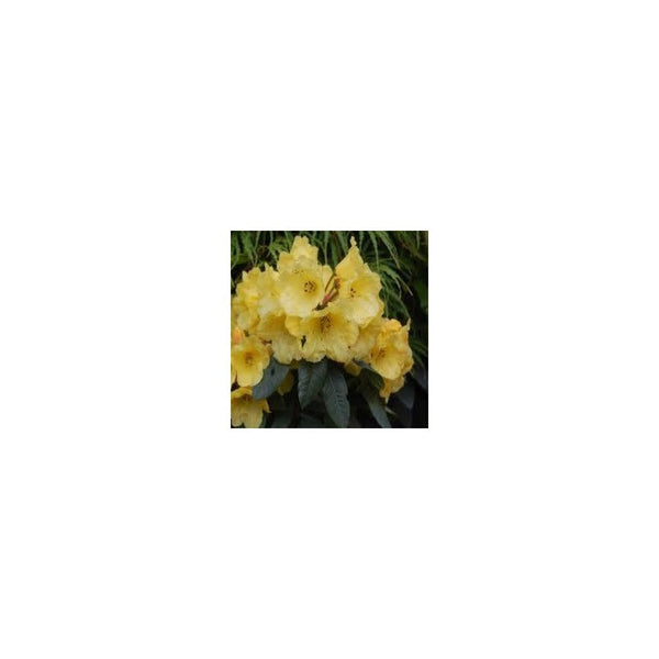 Rhododendron Golden Everest - 7L Pot