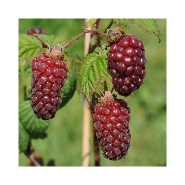 Rubus Tayberry - 2L Pot