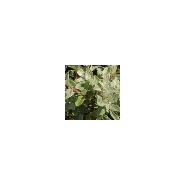 Salix Lapponum - 3L Pot