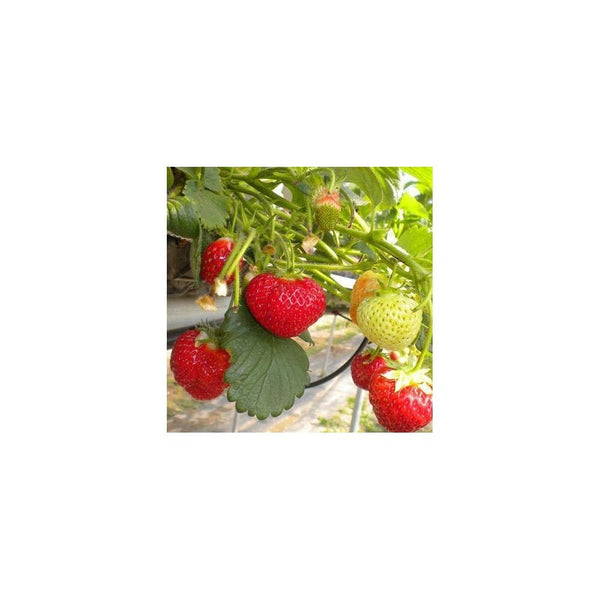 Strawberry Red Gauntlet x 3 9cm x 3
