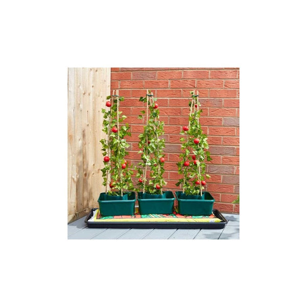 Tomato Gro-Box - Triple pack