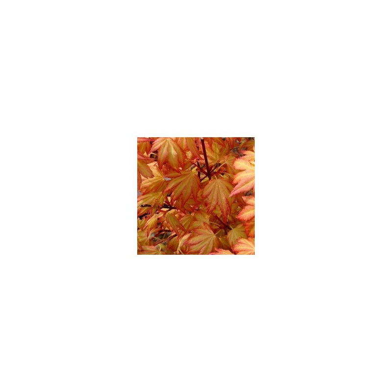 Acer Orange Dream Ornamental Tree - 2 - 3L Pot