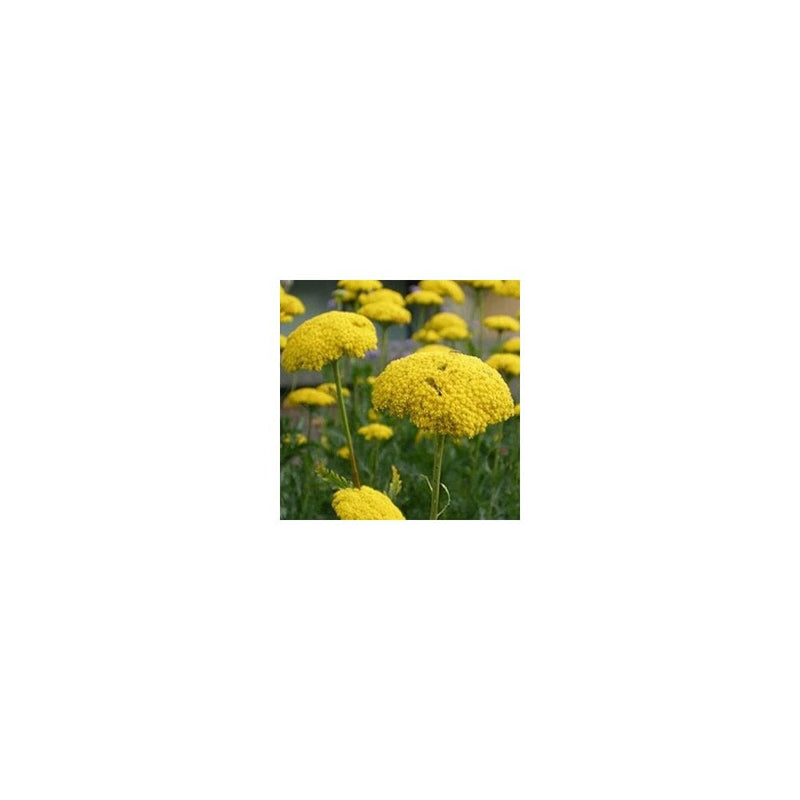 Achillea Filipendulina 'Cloth Of Gold' - 9cm Pot