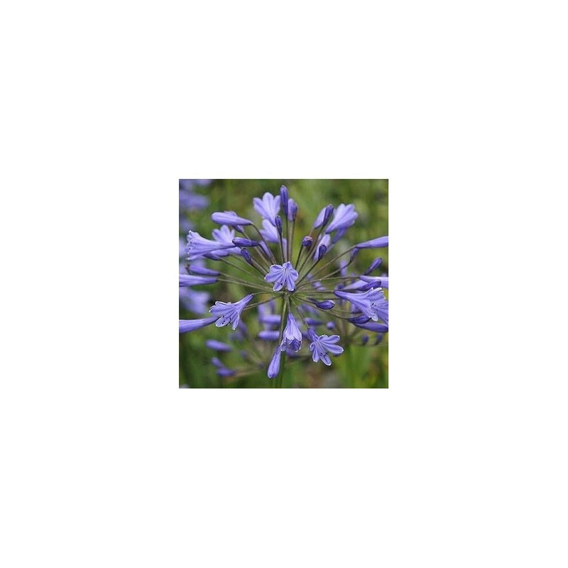 Agapanthus Jolanda - 3L Pot