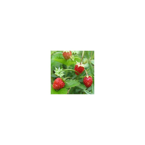 Alpine Strawberry - 9cm Pot x 3