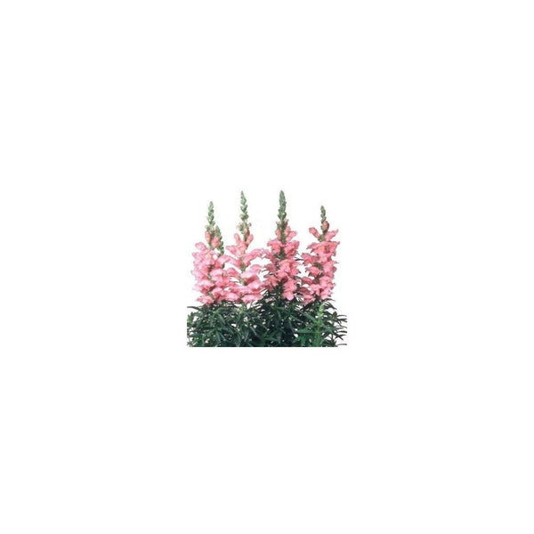 Antirrhinum Pink - 1L Pot