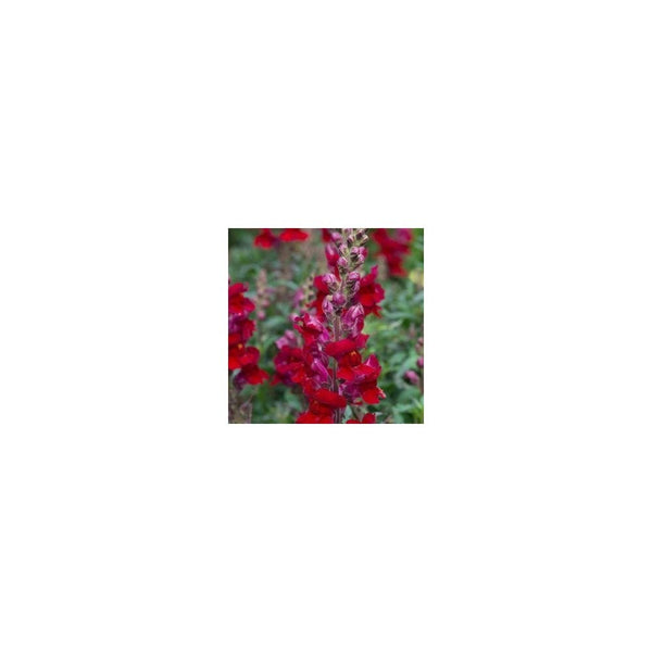 Antirrhinum Scarlet - 1L Pot