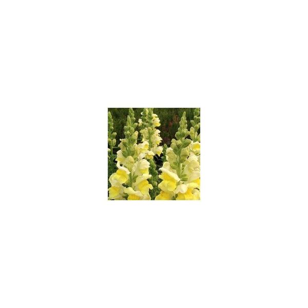 Antirrhinum Yellow - 1L Pot