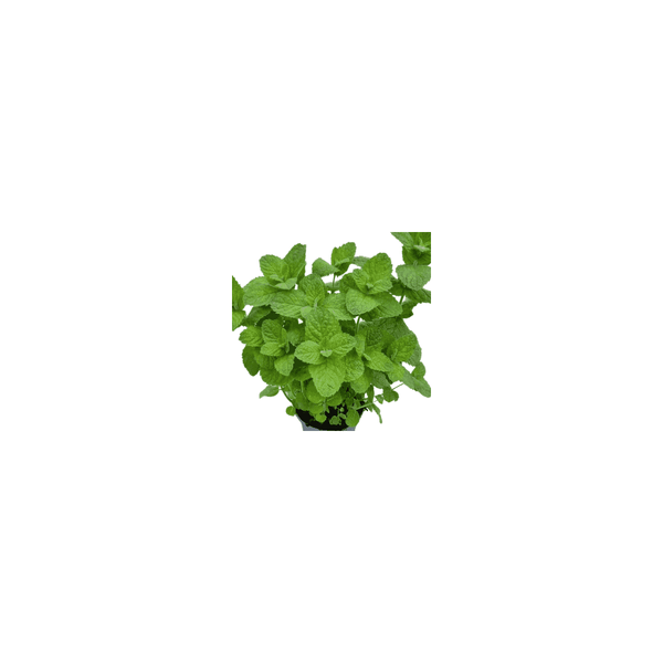 Apple Mint - Mentha Suaveolens - 1L Pot